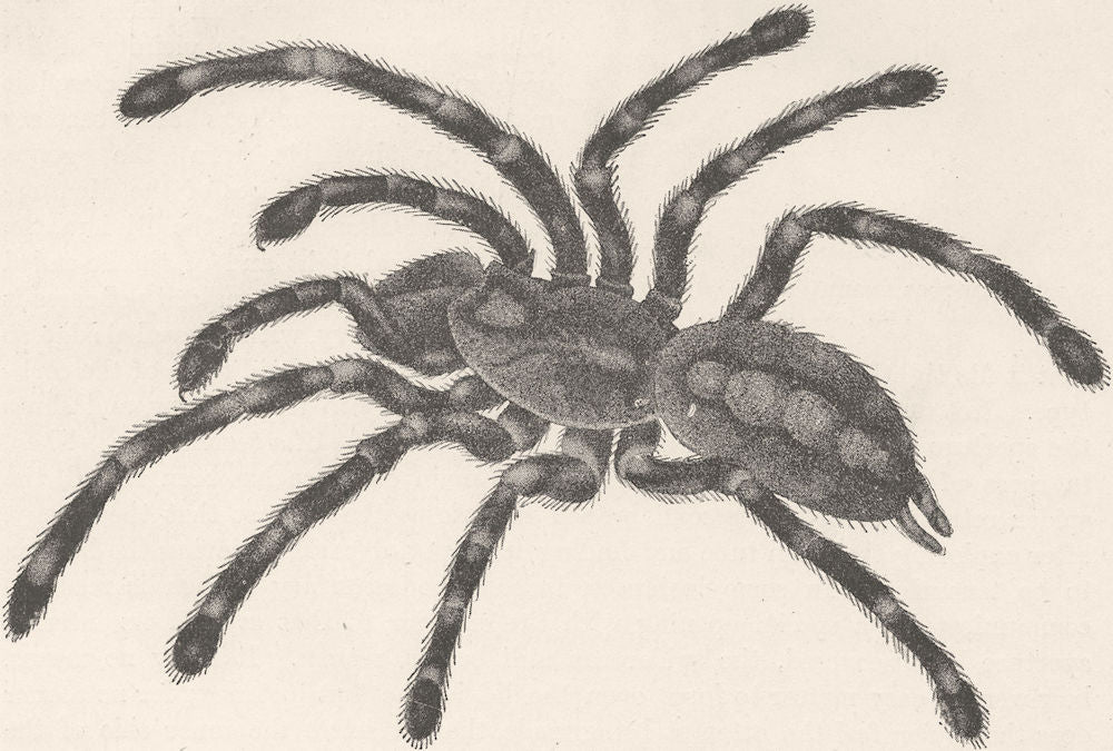 BANDED BIRD-EATING SPIDER. Paecilotheria fasciata 1896 old antique print